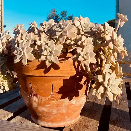 Mazet Nimisa * Marseillan (Herault)