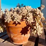 Mazet Nimisa * Marseillan (Herault)